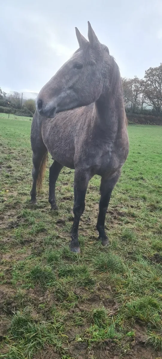 Wrs traditional  sport horse - Image 4