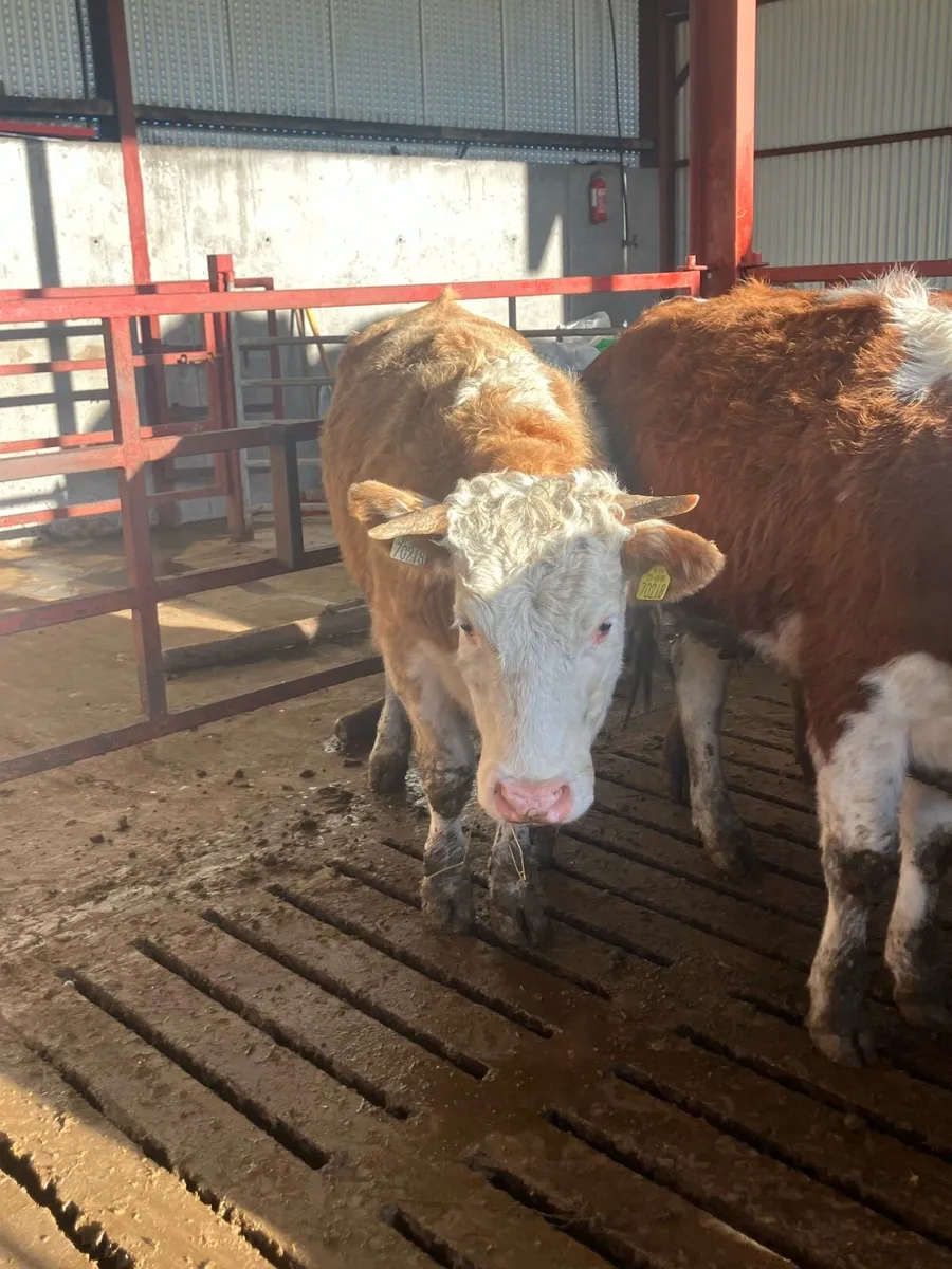 2 LMX 1 CHX bulling/incalf heifers - Image 2
