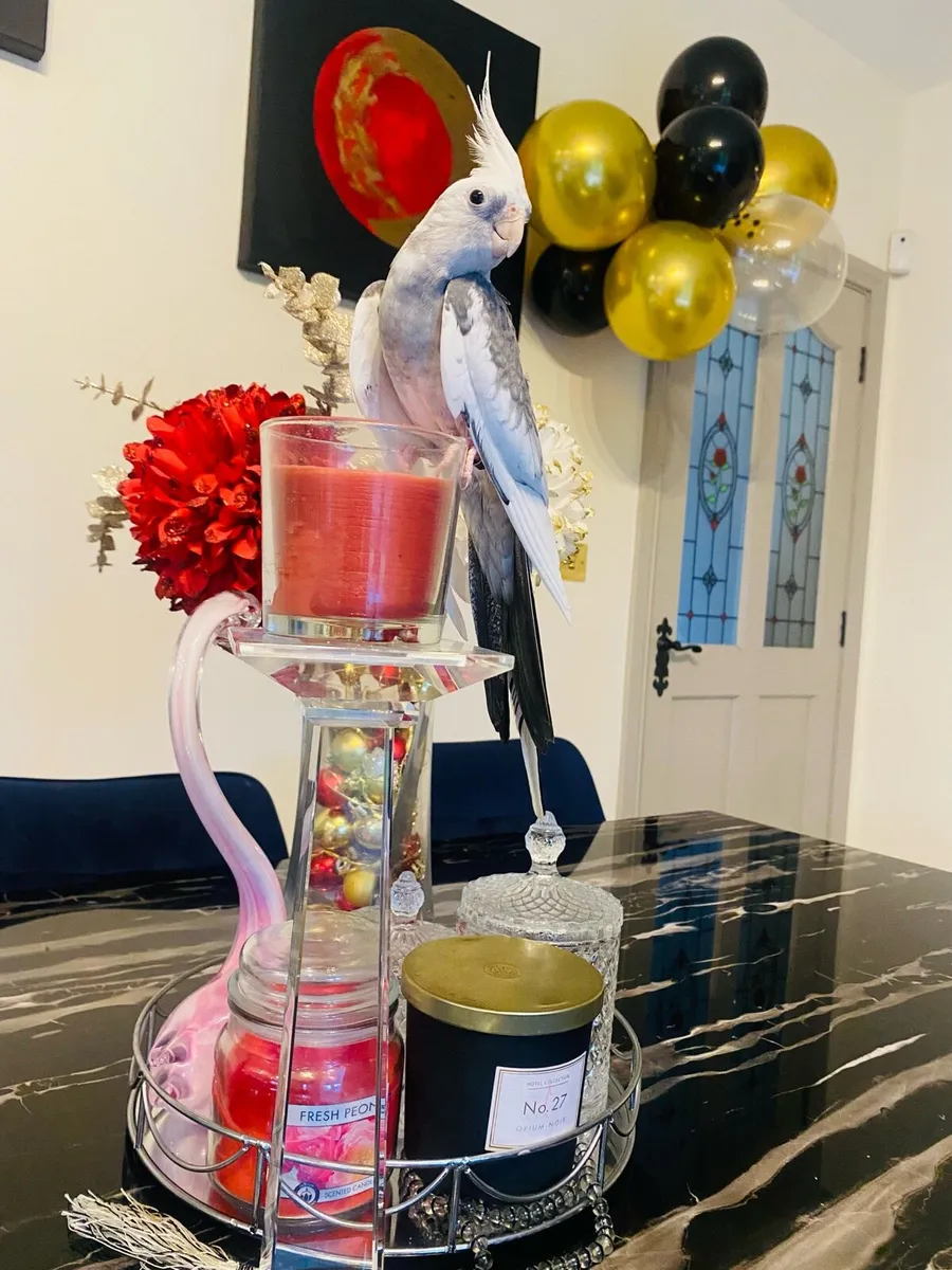 Two lovely Cockatiels - Image 2