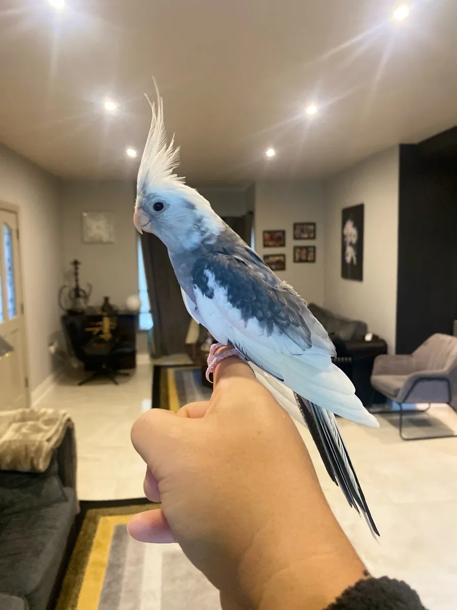 Two lovely Cockatiels - Image 1