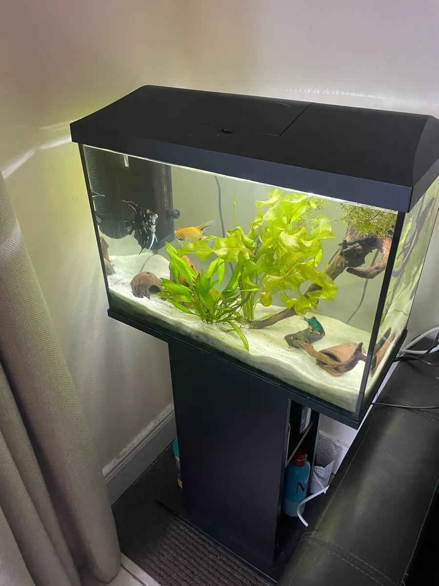 72 L fish tank - Image 2