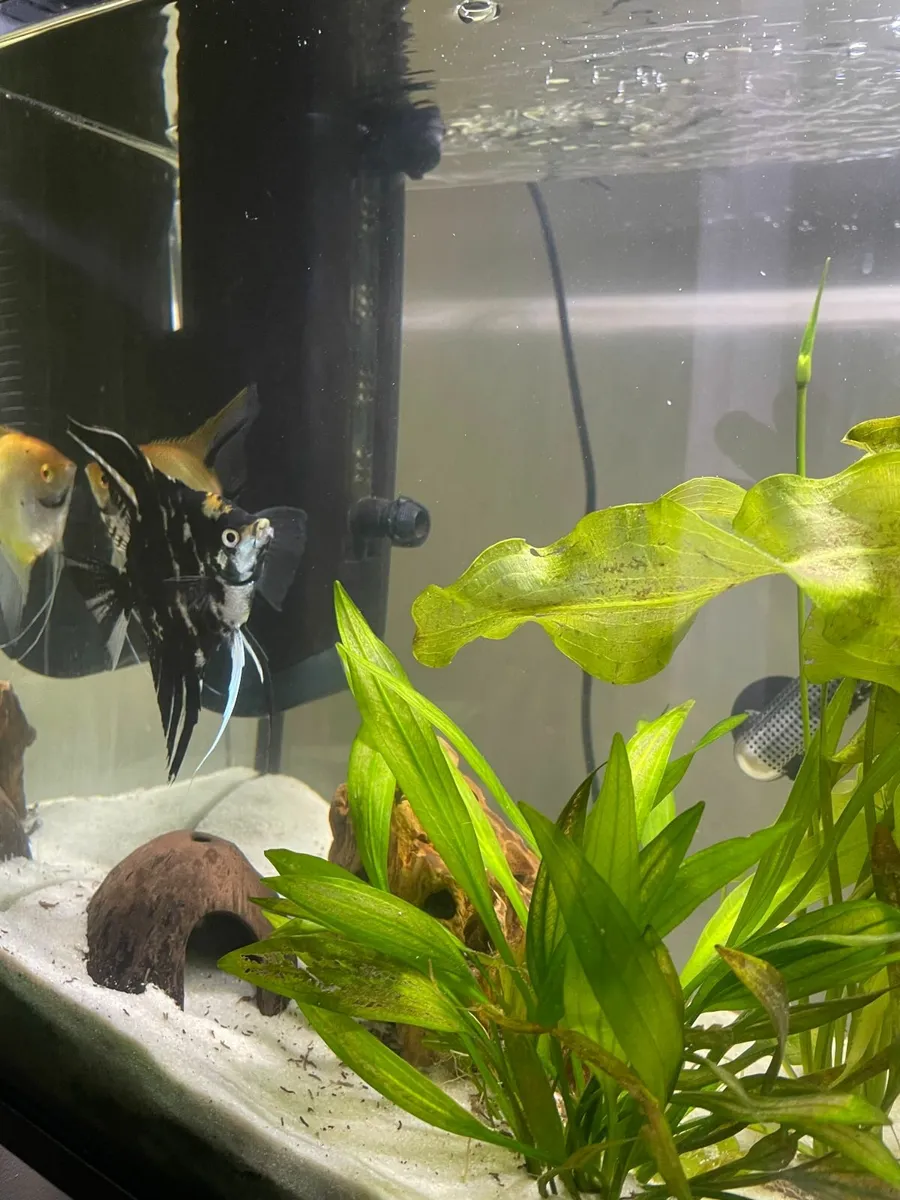 72 L fish tank - Image 4