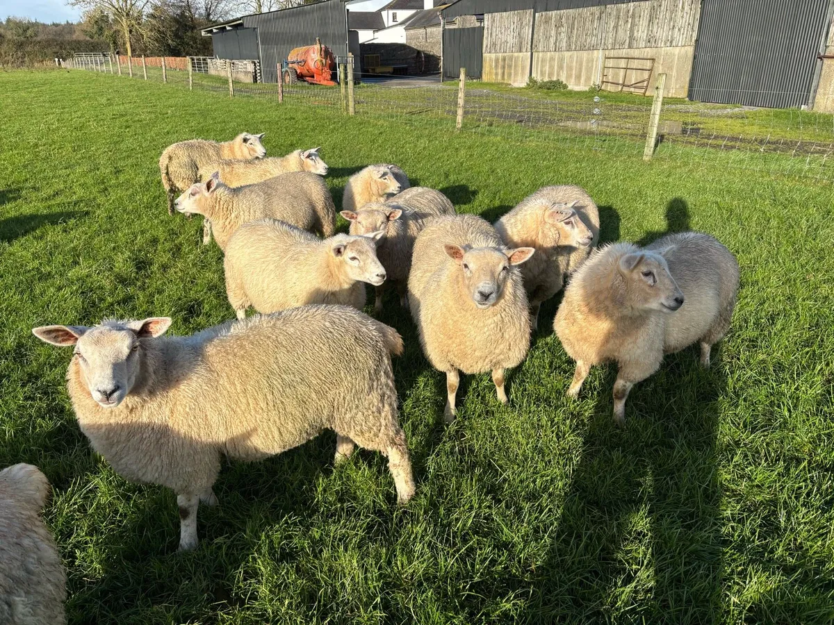 Ewe Lambs - Image 3