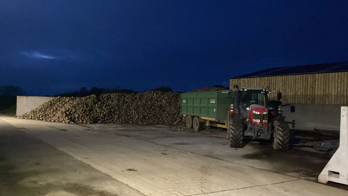 Sugar Beet - Image 4