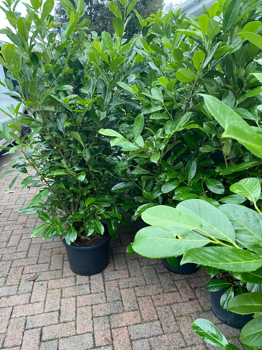 Mature Laurel Hedging 5-6ft - Image 1