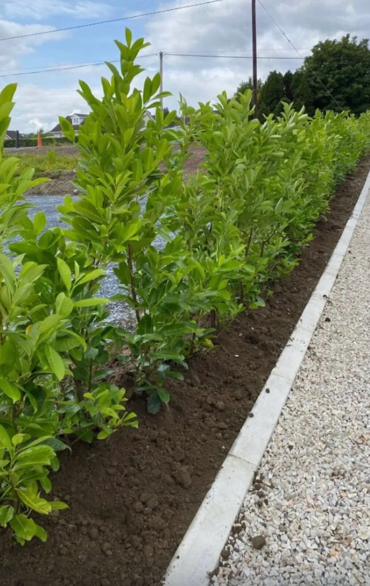 Mature Laurel Hedging 5-6ft - Image 3