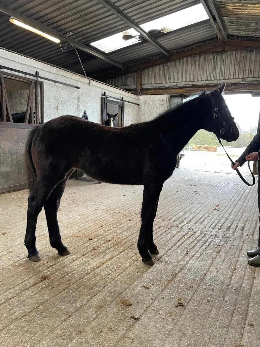 Filly foal by Conticco - Image 2