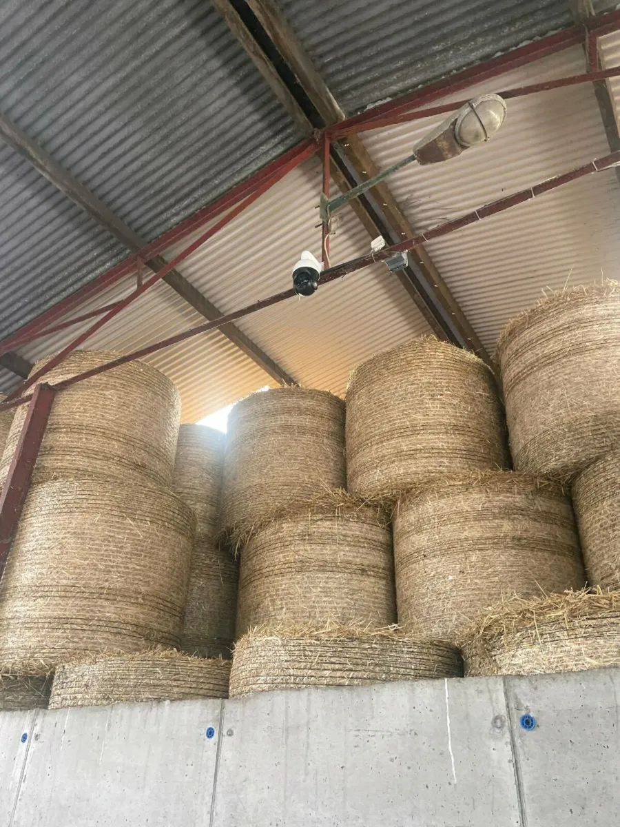 Calving Cameras - Image 2