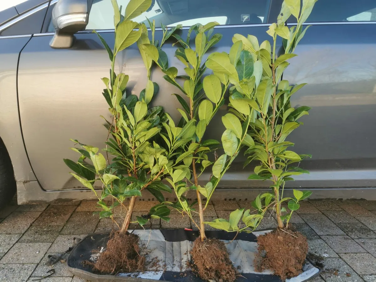 Laurel Hedging - Image 2