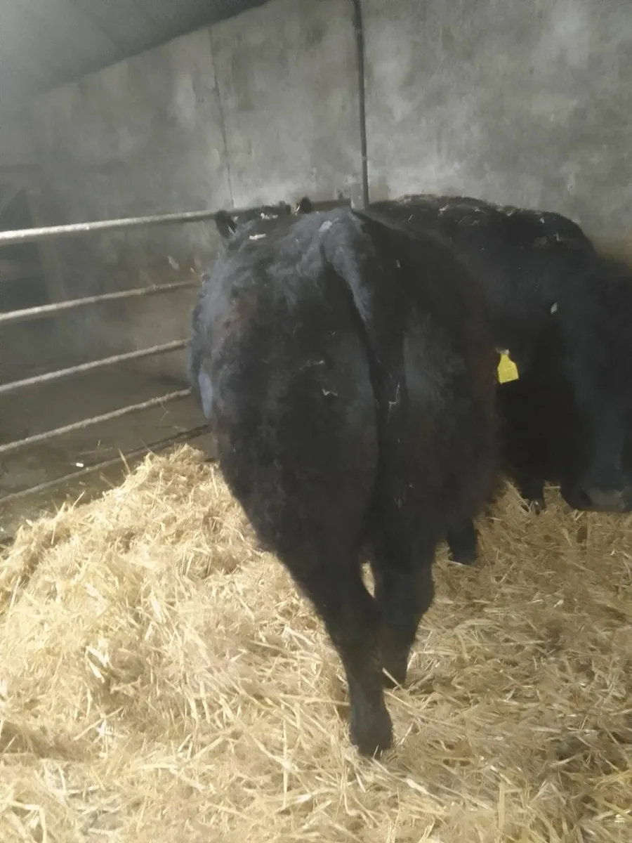 Breeding Heifers - Image 2