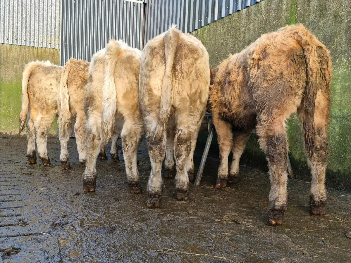 5 Super Charollais Bull Weanlings - Image 2