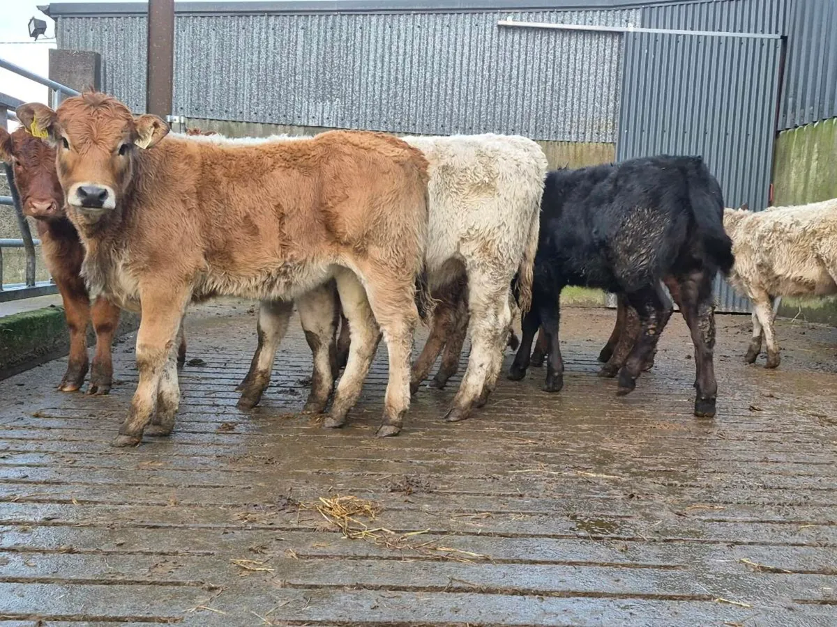 10 Super Heifer Weanlings - Image 2
