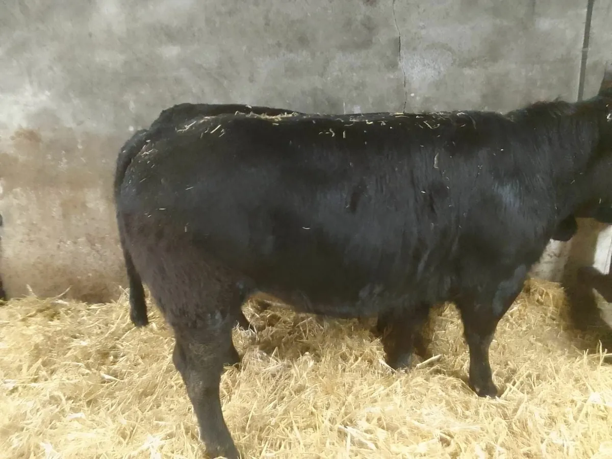 Breeding Heifers - Image 3