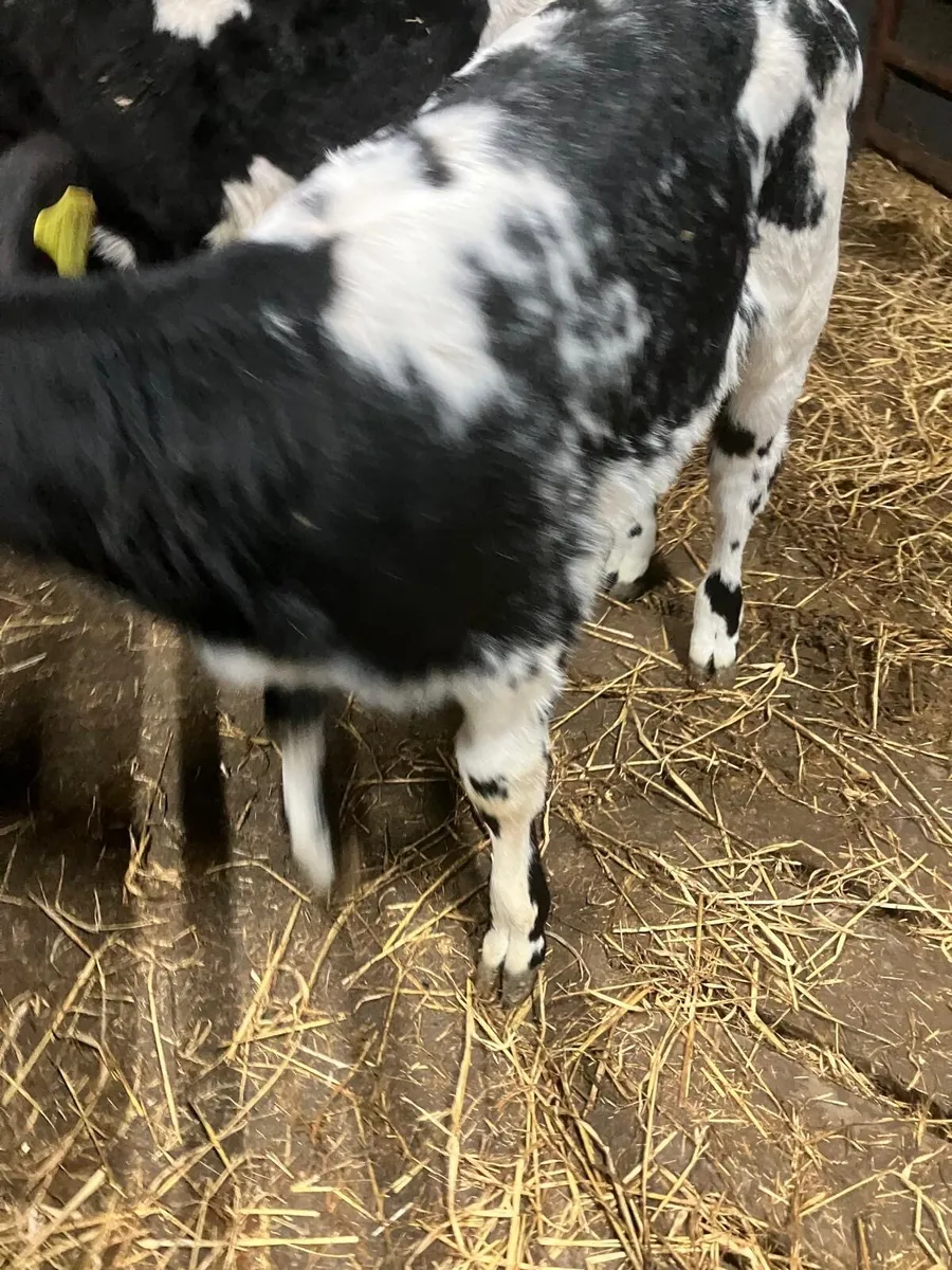 Top Quality Belgian Blue Heifer Calves - Image 2