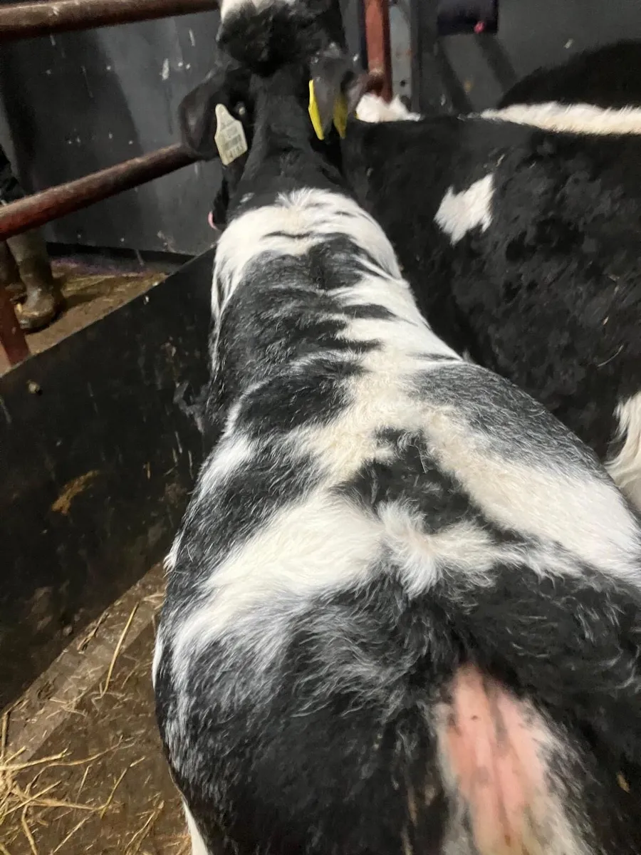 Top Quality Belgian Blue Heifer Calves - Image 3