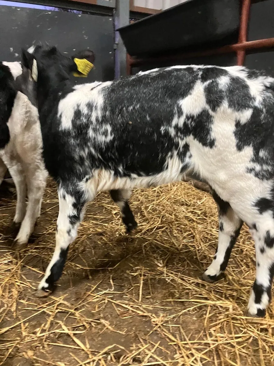 Top Quality Belgian Blue Heifer Calves - Image 4