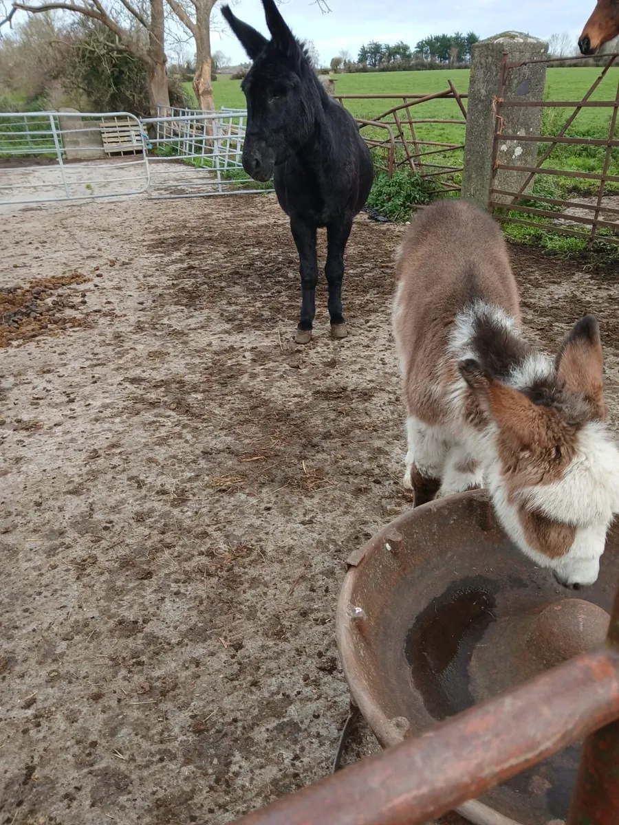Donkey mare foals - Image 1