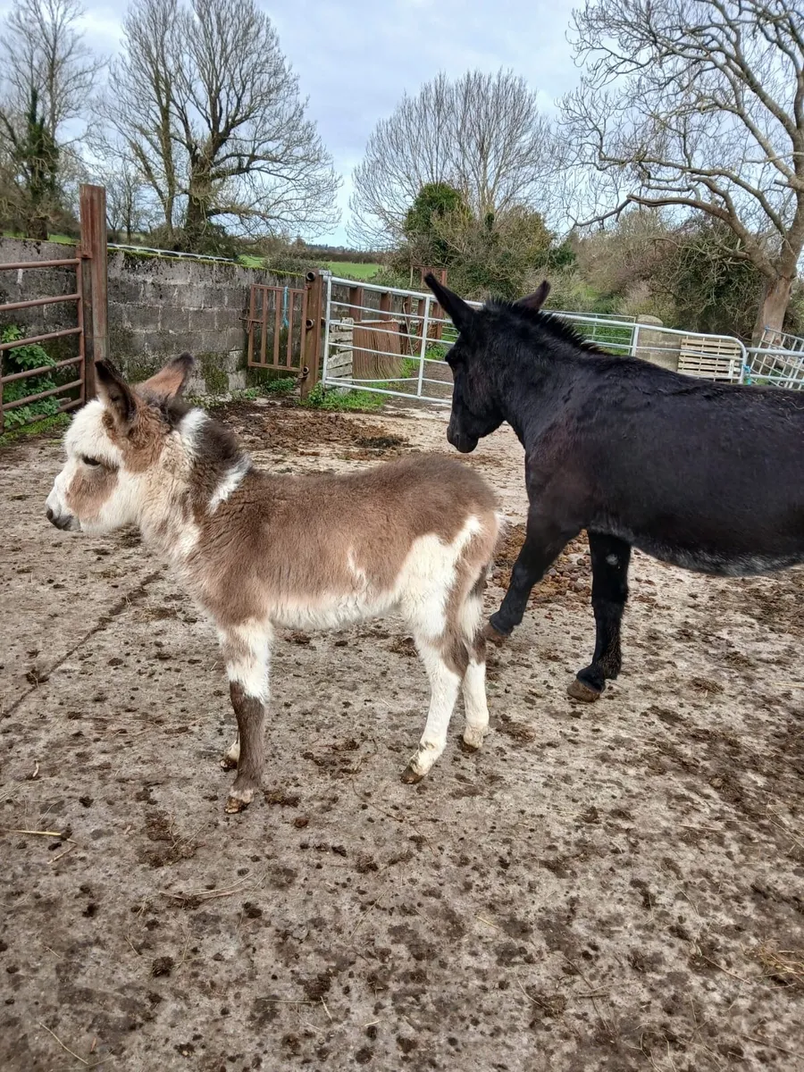 Donkey mare foals - Image 2