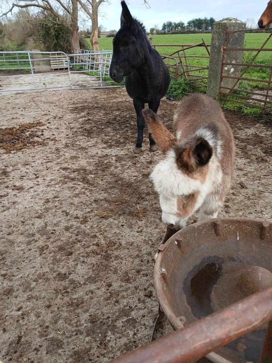 Donkey mare foals - Image 3