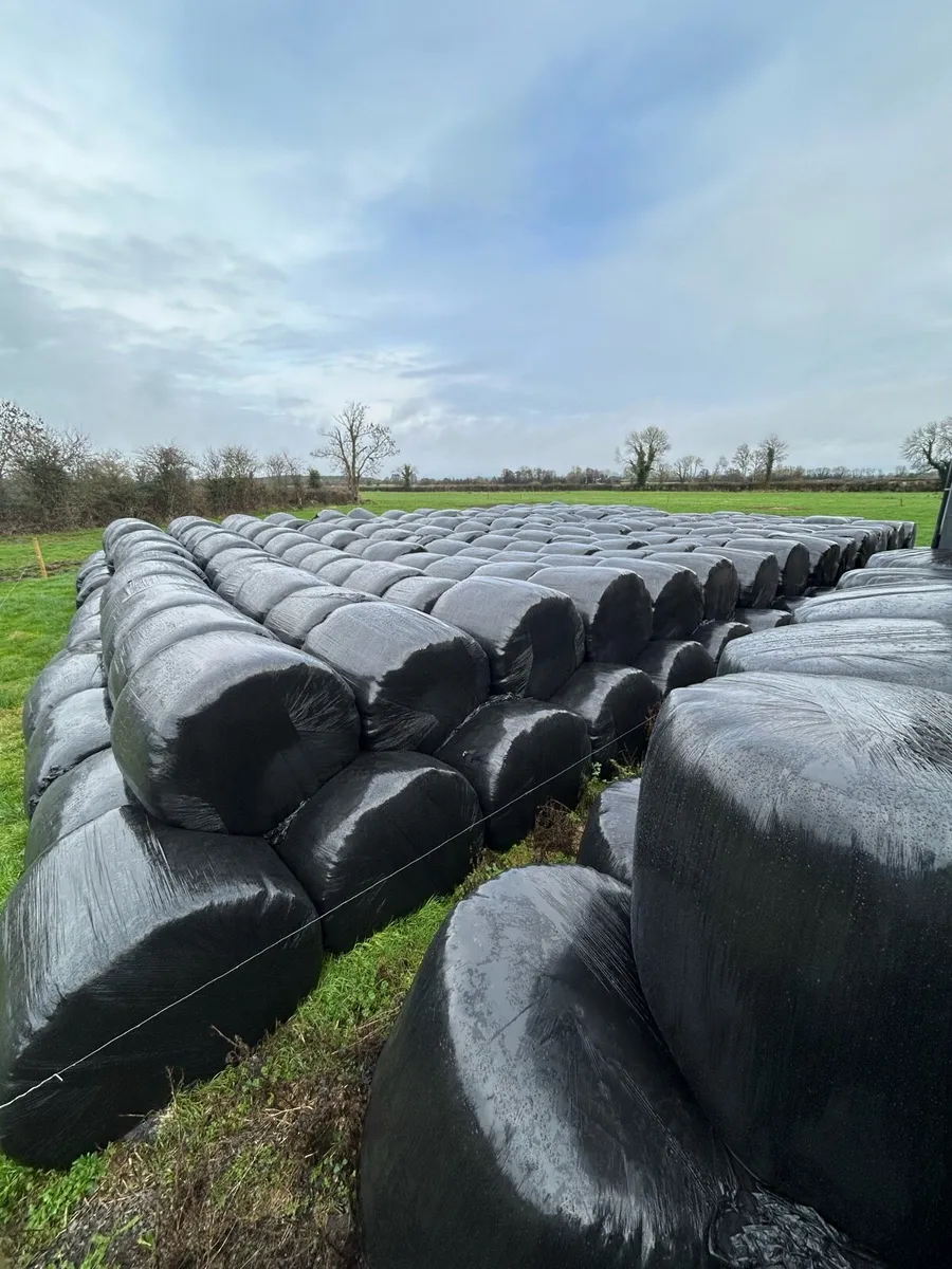 Silage bales for sale - Image 2