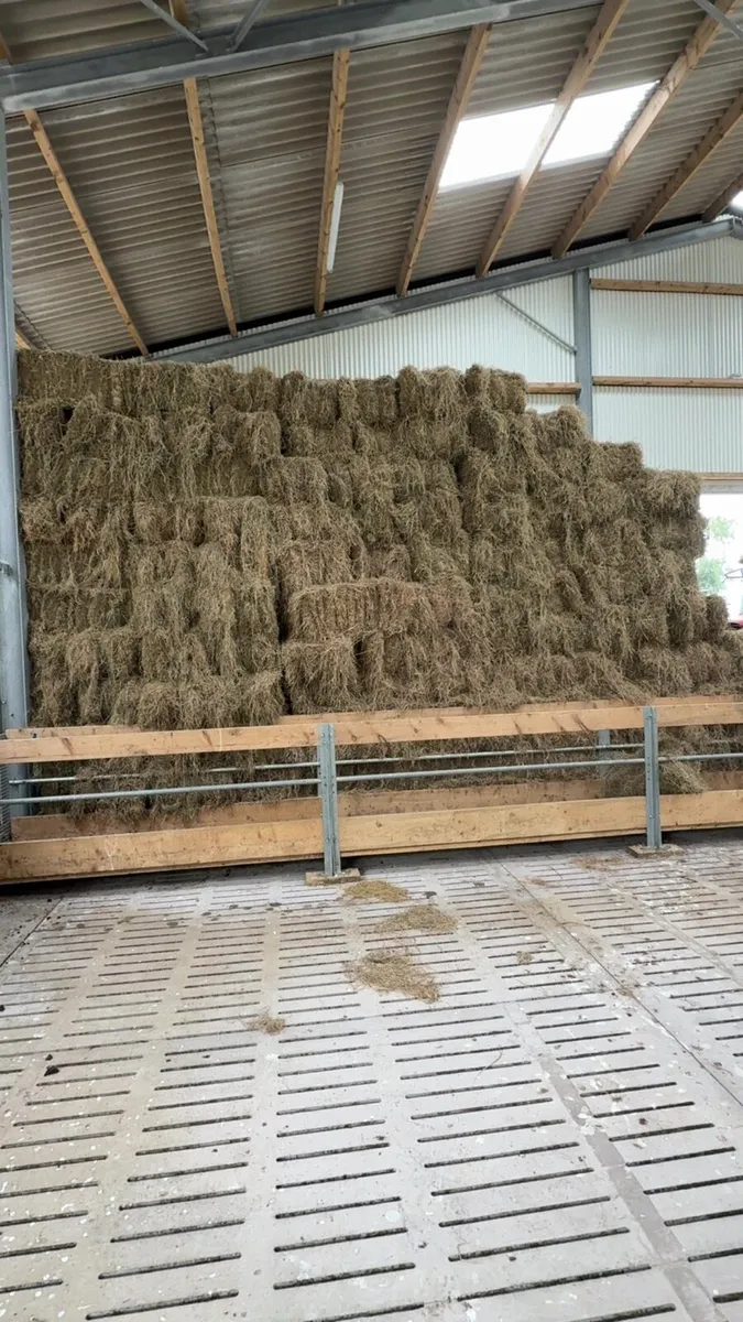 Large quantities Square Bales of Hay - Image 2