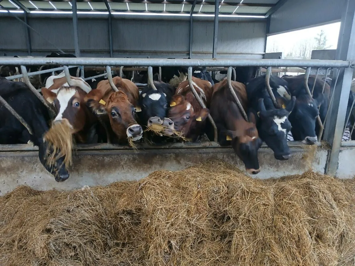 Scanning services available