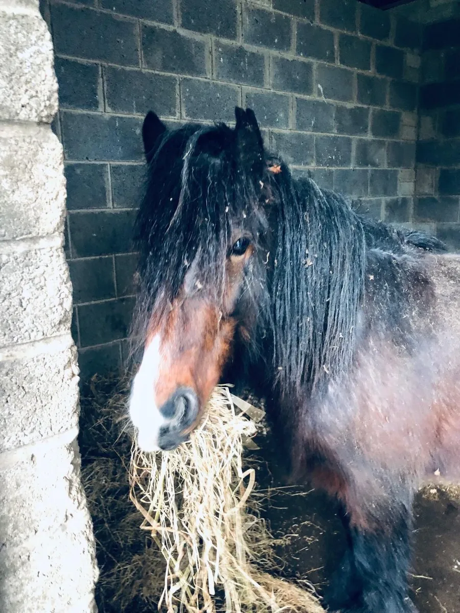 Gorgeous lead rein pony - Image 4