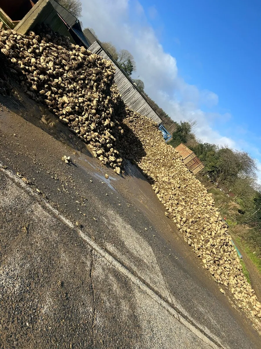 Fodder beet - Image 2