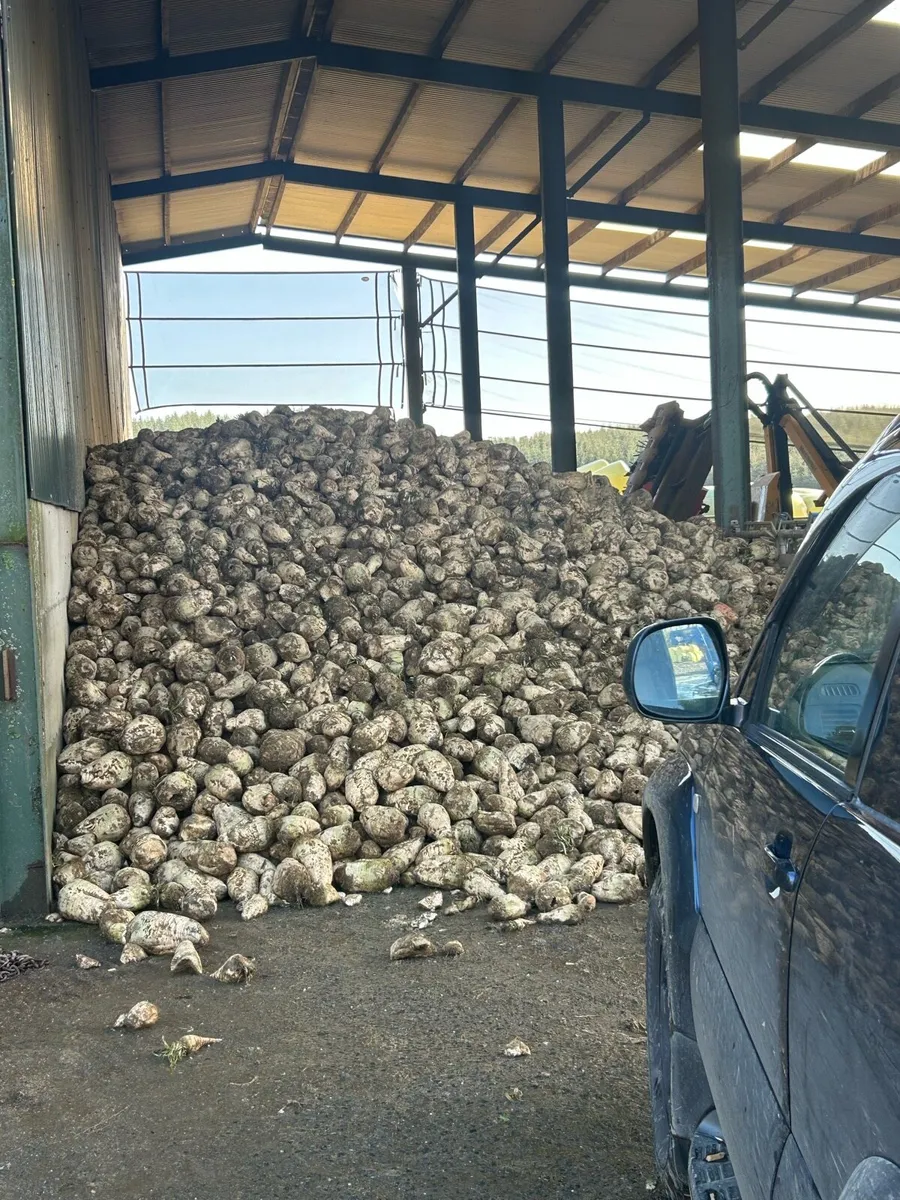 Fodder beet - Image 3