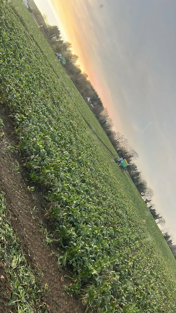 Fodder beet - Image 1