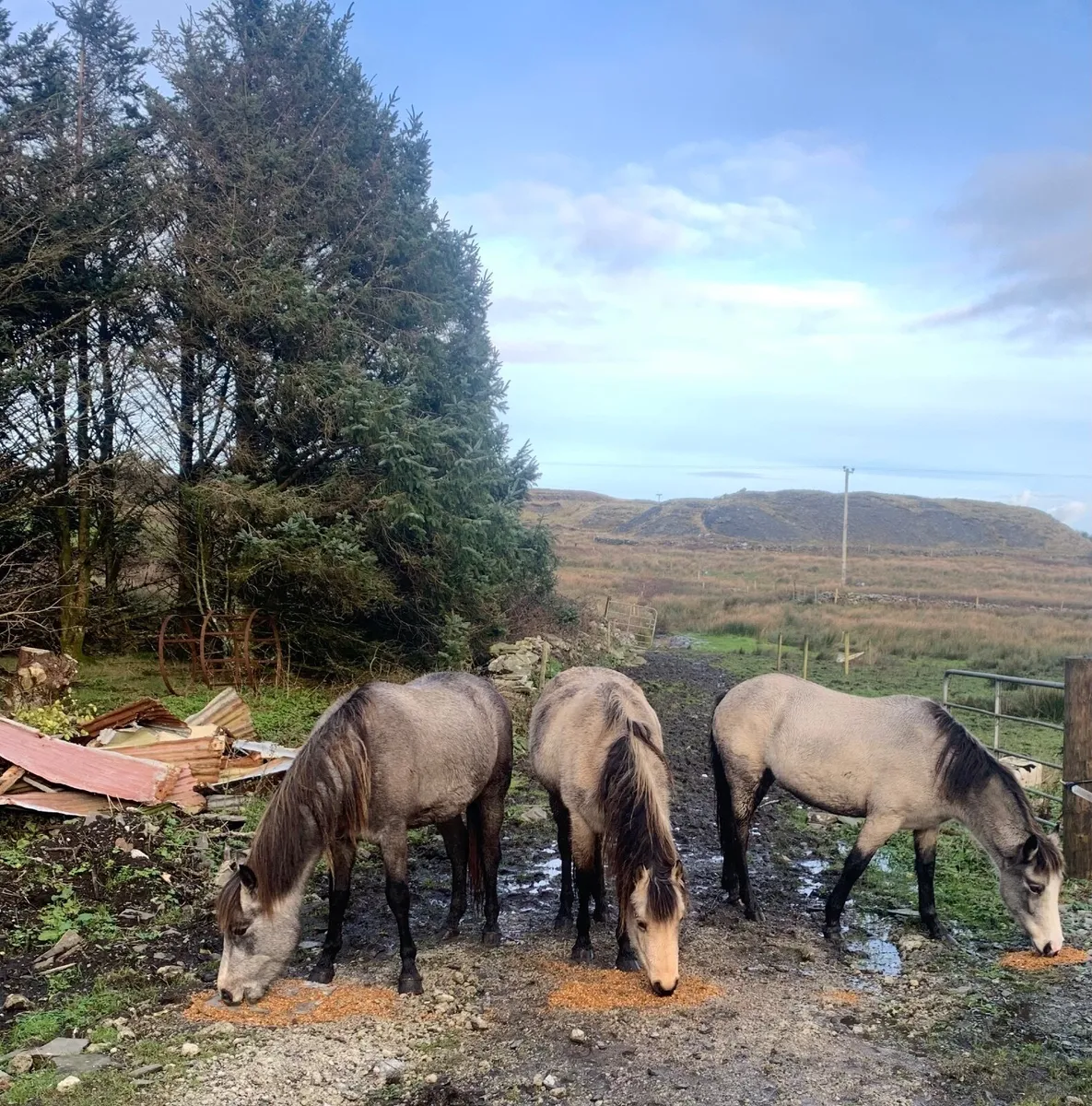 Connemara Ponies - Image 1