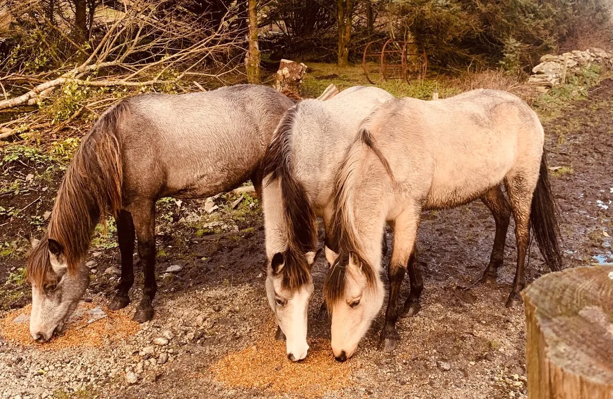 Connemara Ponies - Image 2