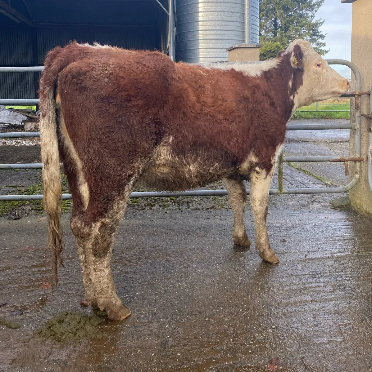 ⭐️Lovely Red Roan First Calver⭐️ - Image 2