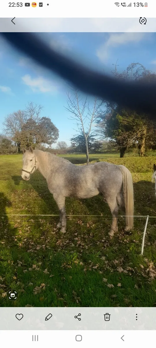 5 Yr.old RID - Image 1