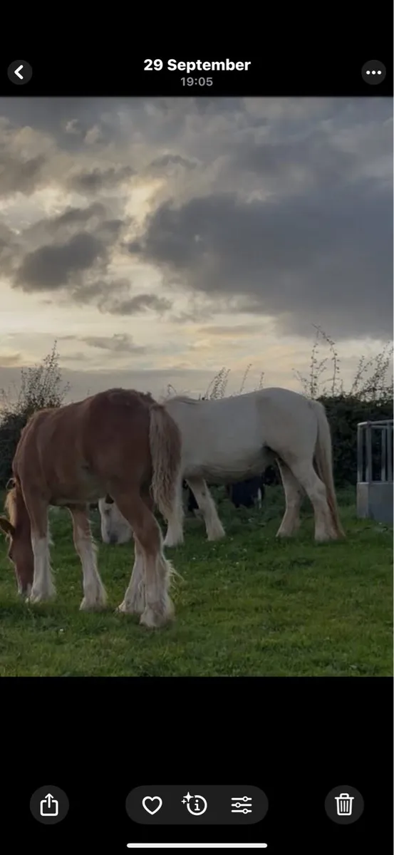 15h palomena mare scanned in foal - Image 3