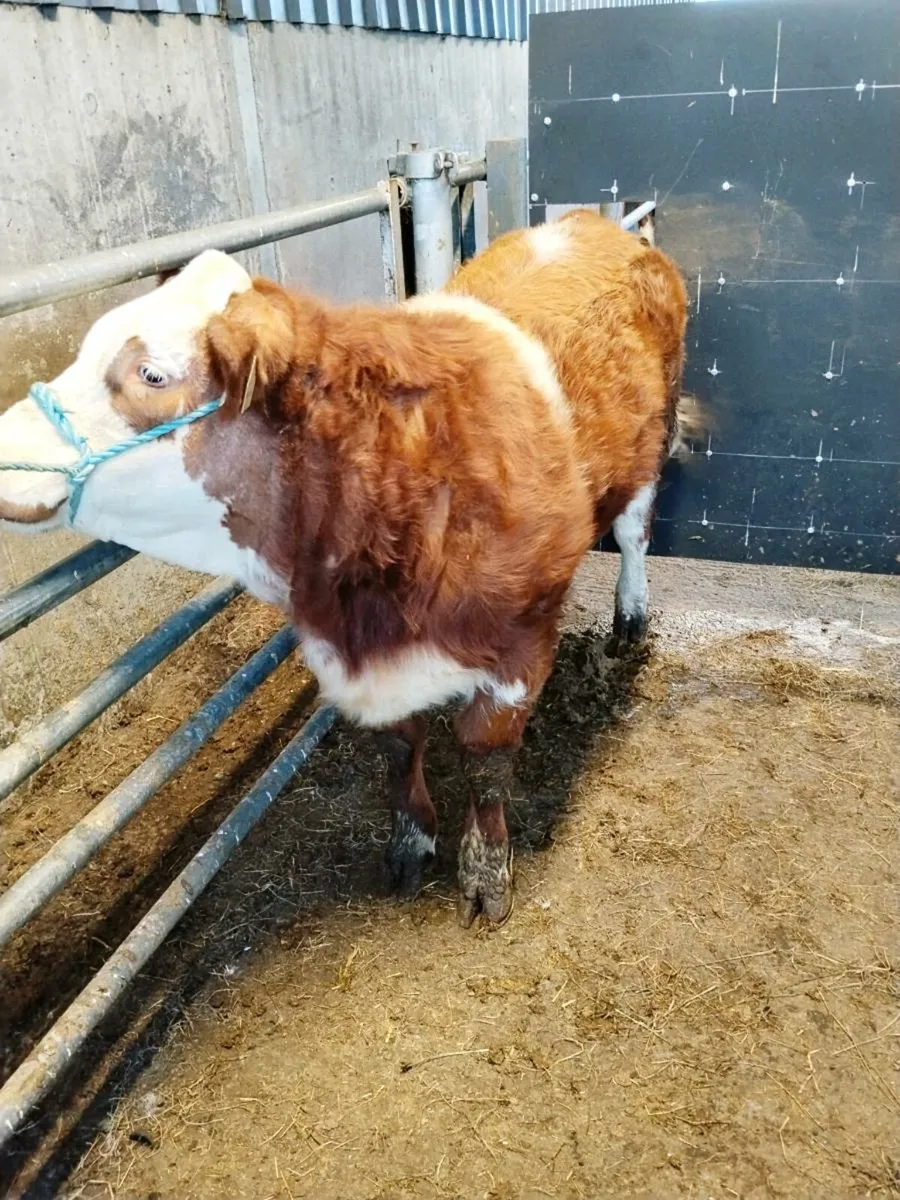 Show Heifer For Sale - Image 3