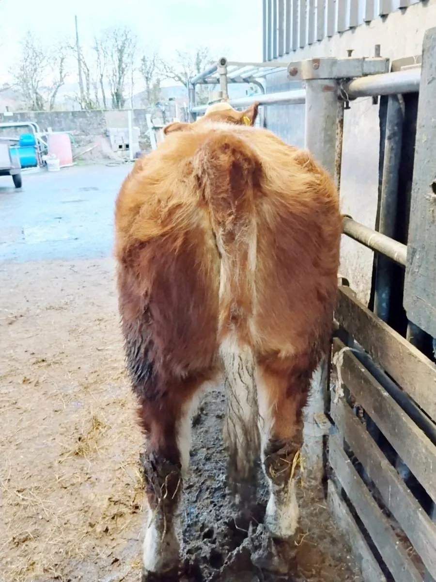 Show Heifer For Sale - Image 2