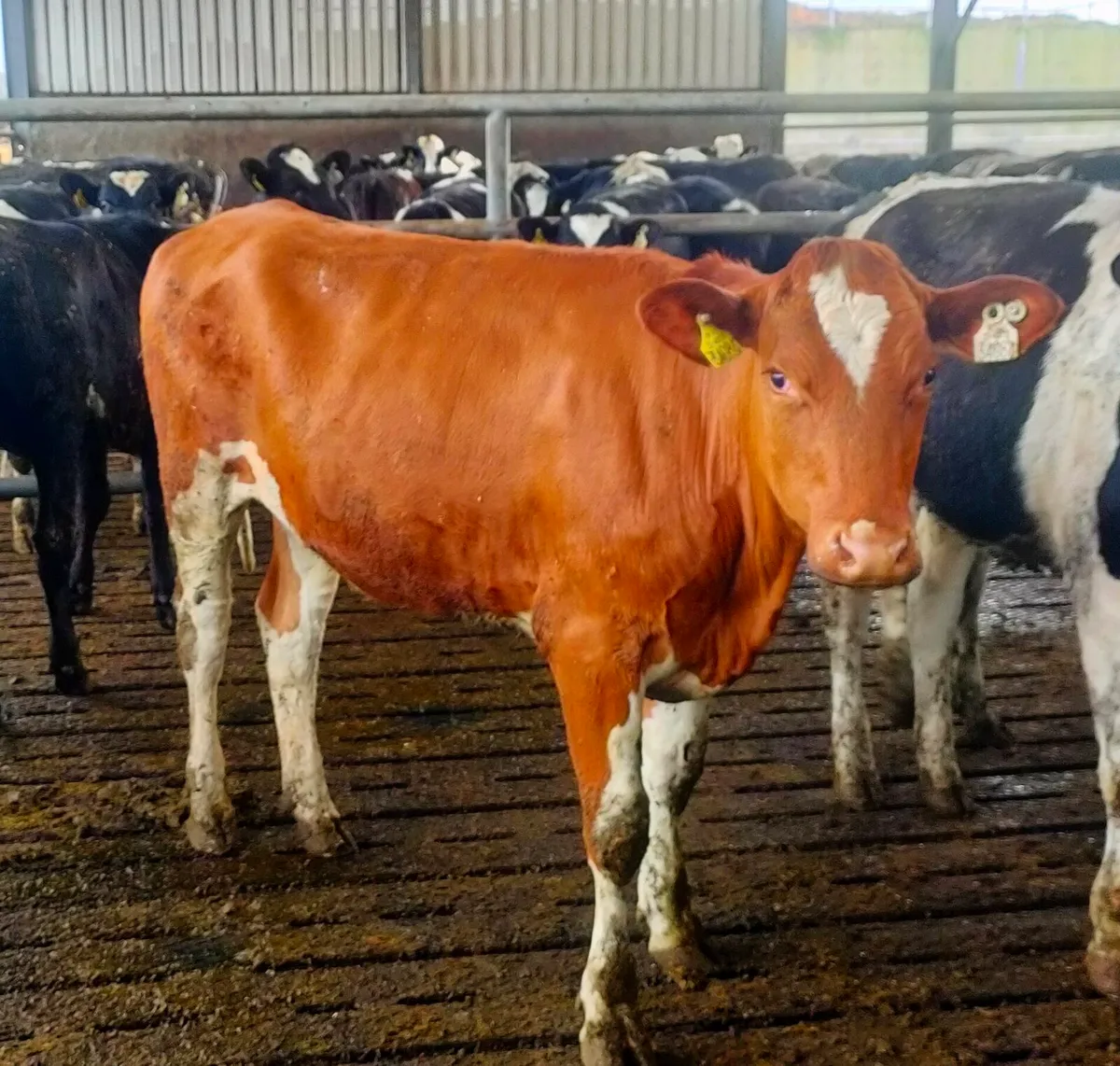 Breeding Plans and Independent Genetic Advice - Image 2