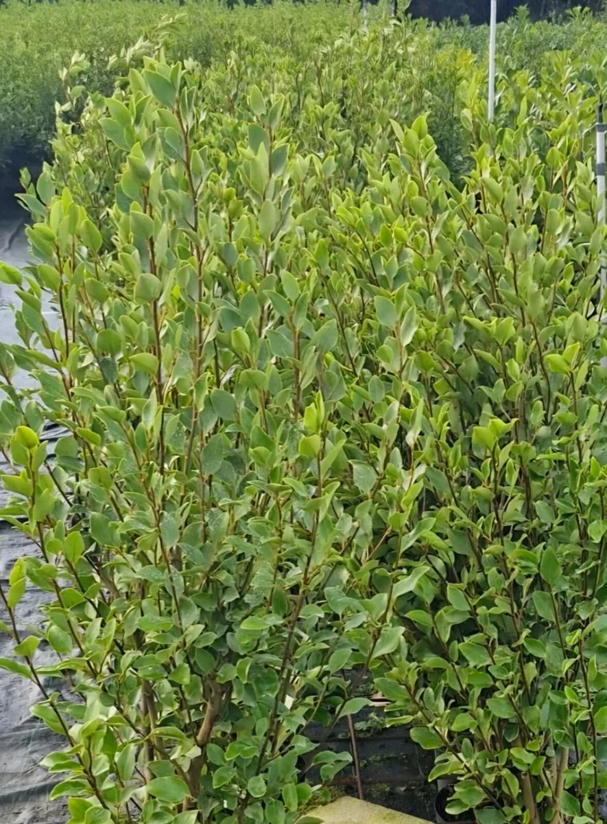 Large potted grisellinia for sale