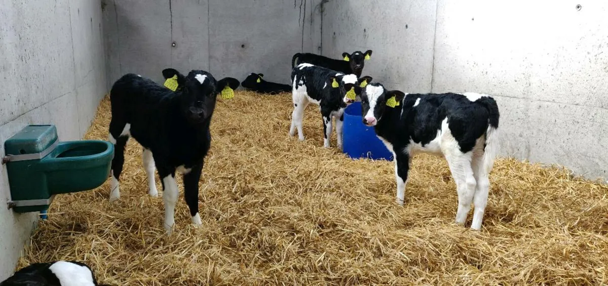 Breeding Plans and Independent Genetic Advice - Image 4