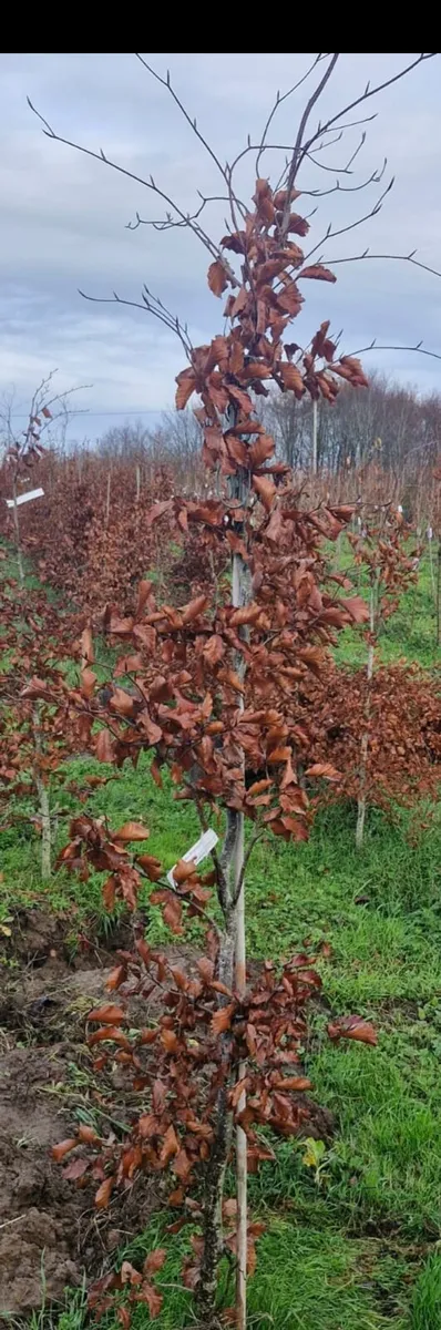 Rootball beech tree s for sale - Image 2