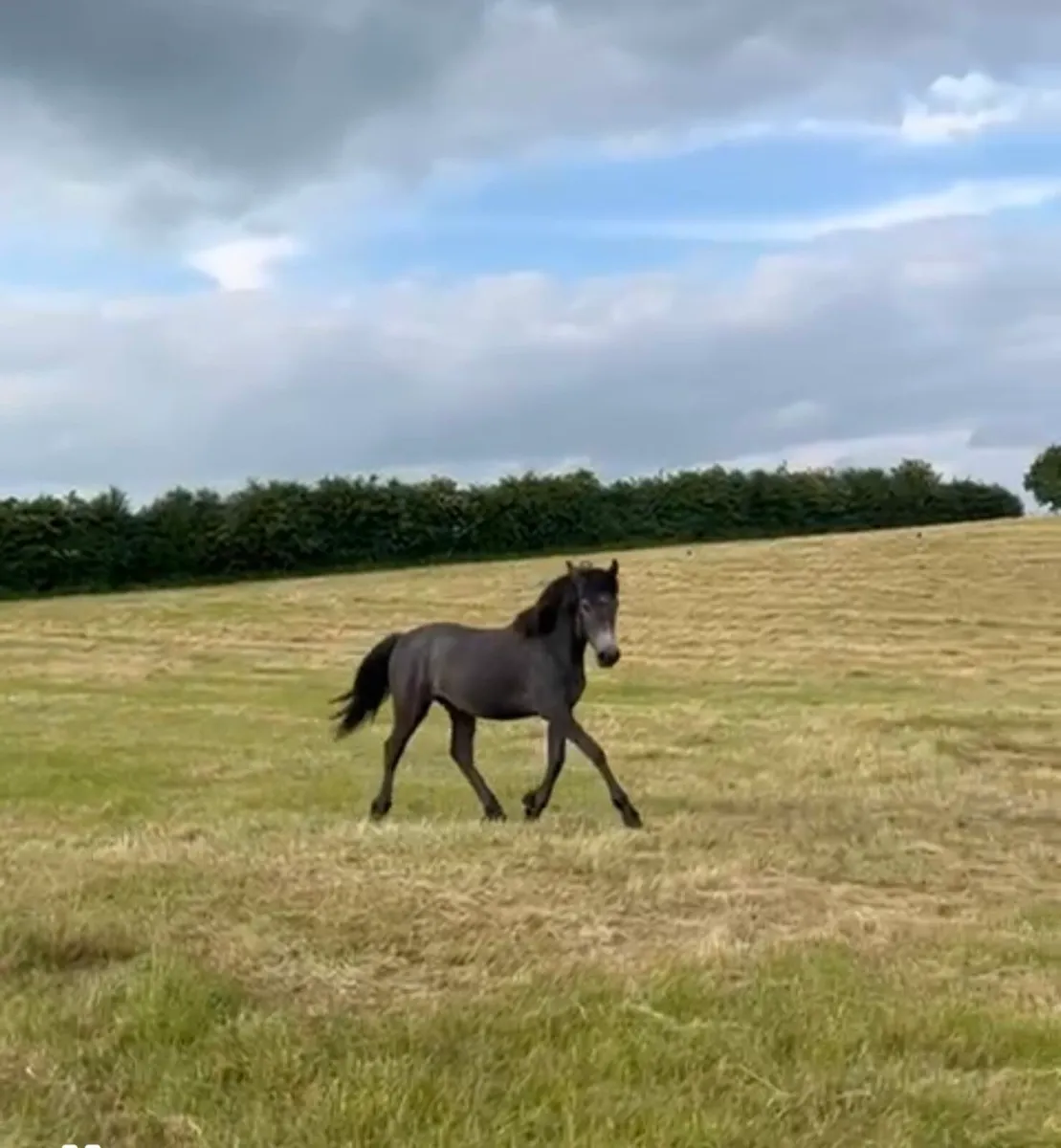 Connemara Filly - Image 2