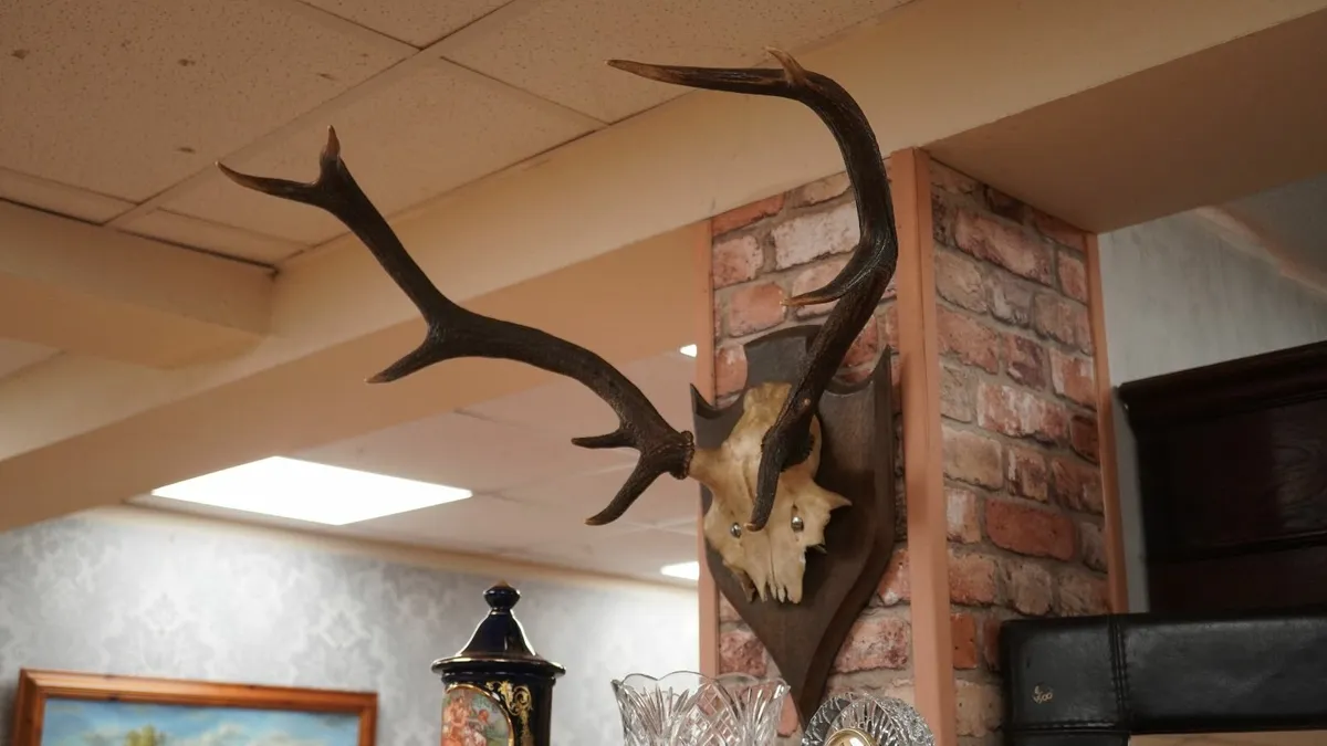 French Oak Antler Wall Mount 1 - Image 2