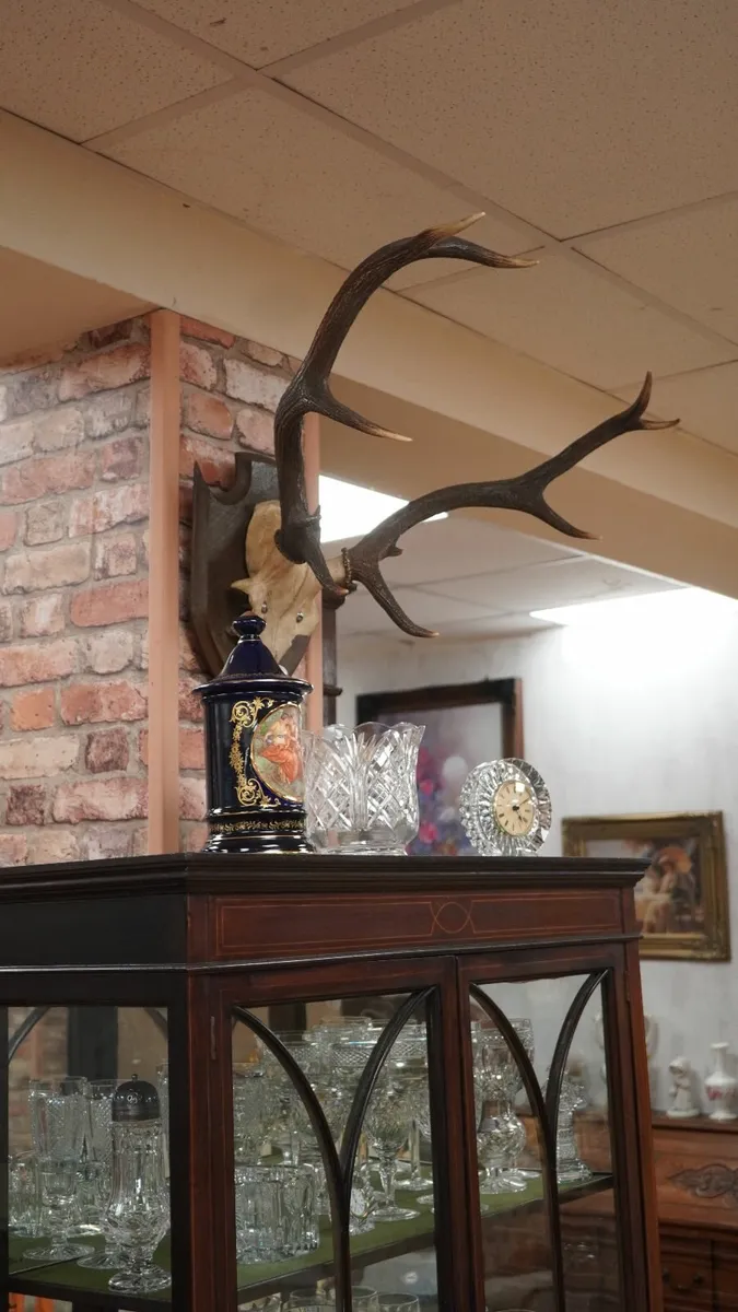 French Oak Antler Wall Mount 1 - Image 3