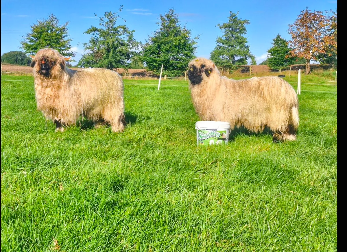 Valais Blacknose sheep - Image 1