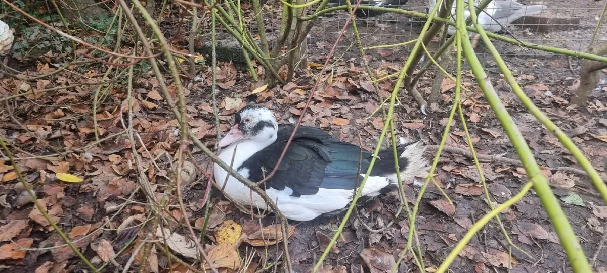 Muscovy Drakes - Image 1