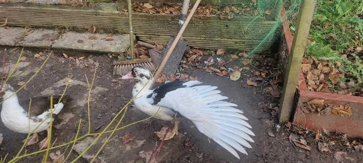 Muscovy Drakes - Image 2