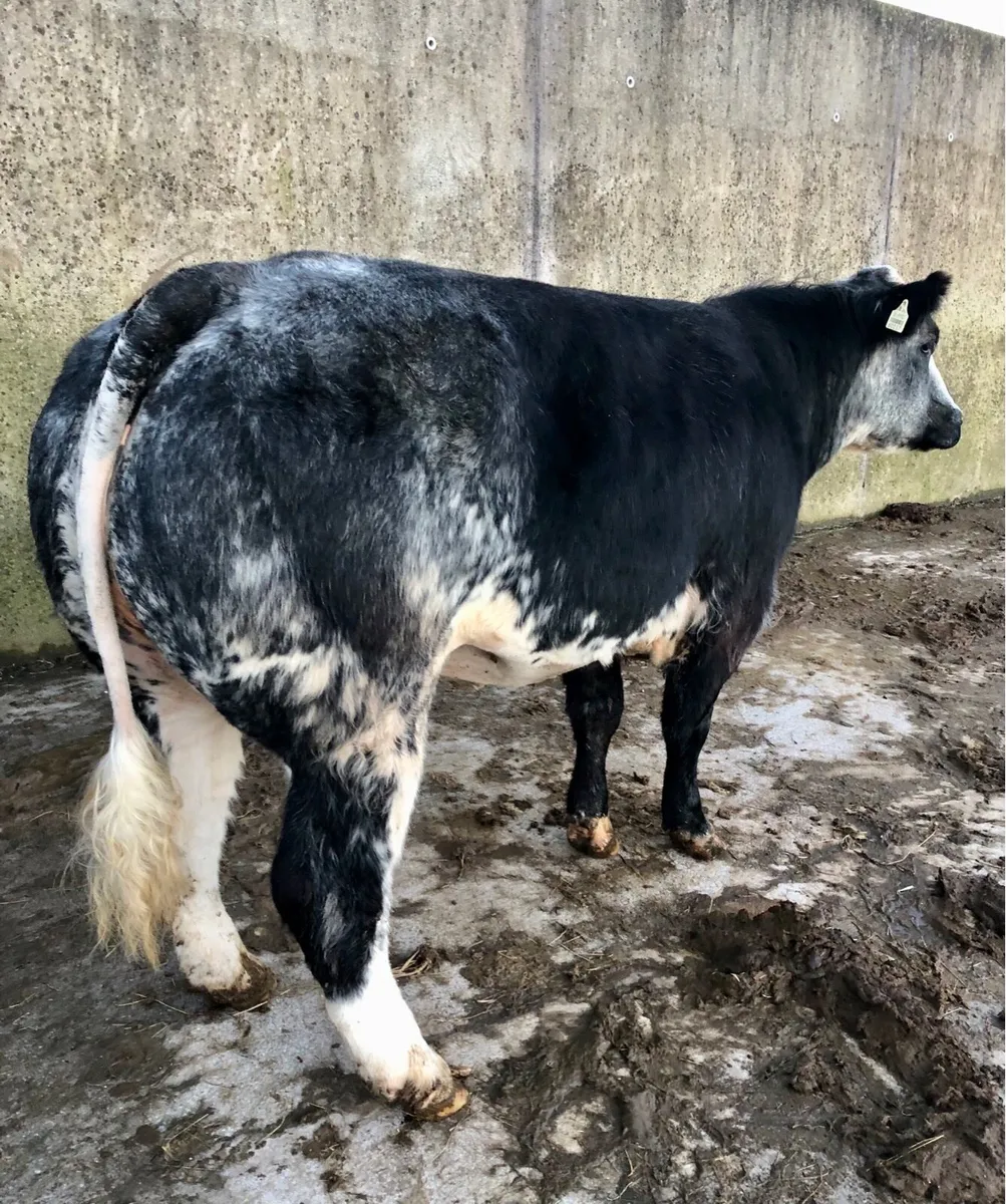Breeding/Show Heifer - Image 1