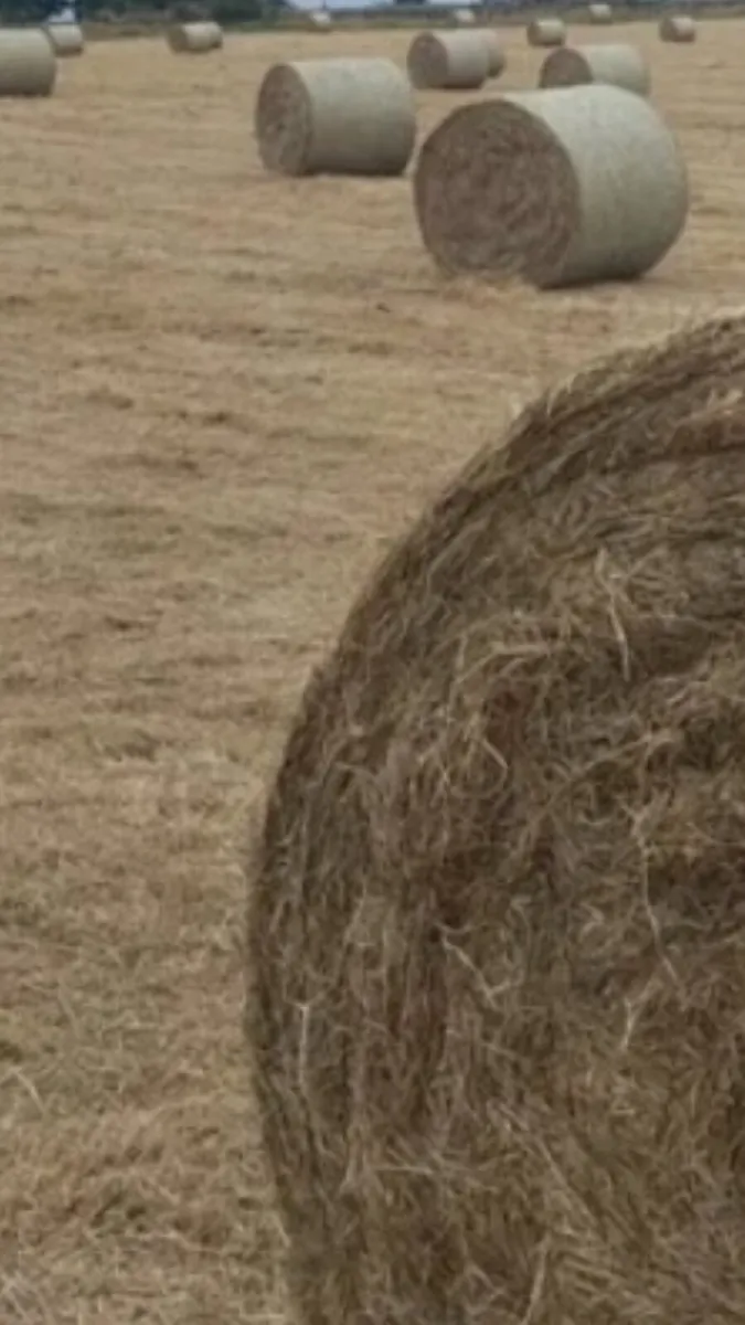 Hay / Hayledge - Image 2
