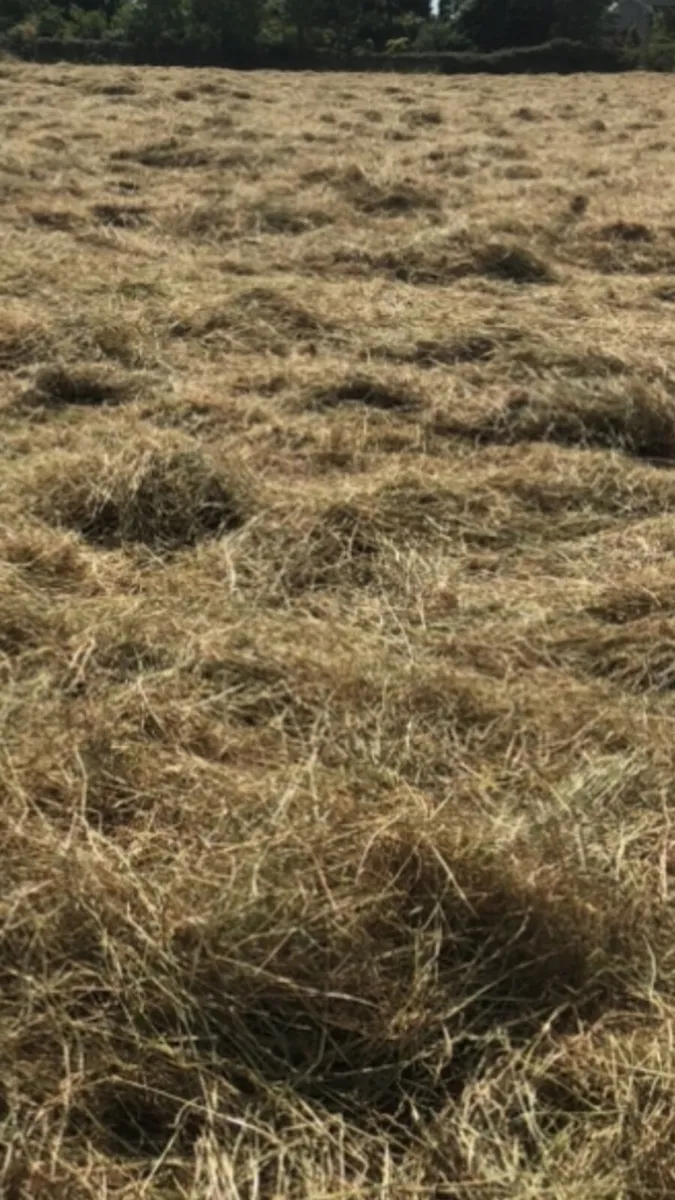 Hay / Hayledge - Image 4